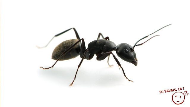 Pourquoi a-t-on des fourmis dans les jambes ?