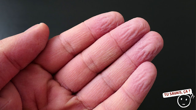 Pourquoi a-t-on les doigts fripés dans l’eau ?