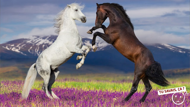 Pourquoi dit-on « monter sur ses grands chevaux » pour se fâcher ?