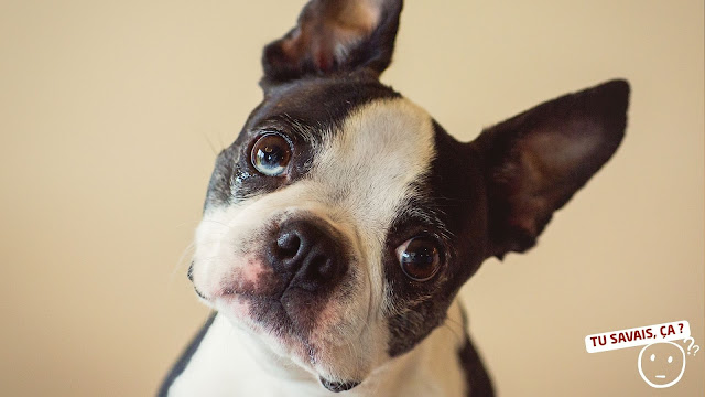 Pourquoi les chiens penchent-ils la tête quand on leur parle ?